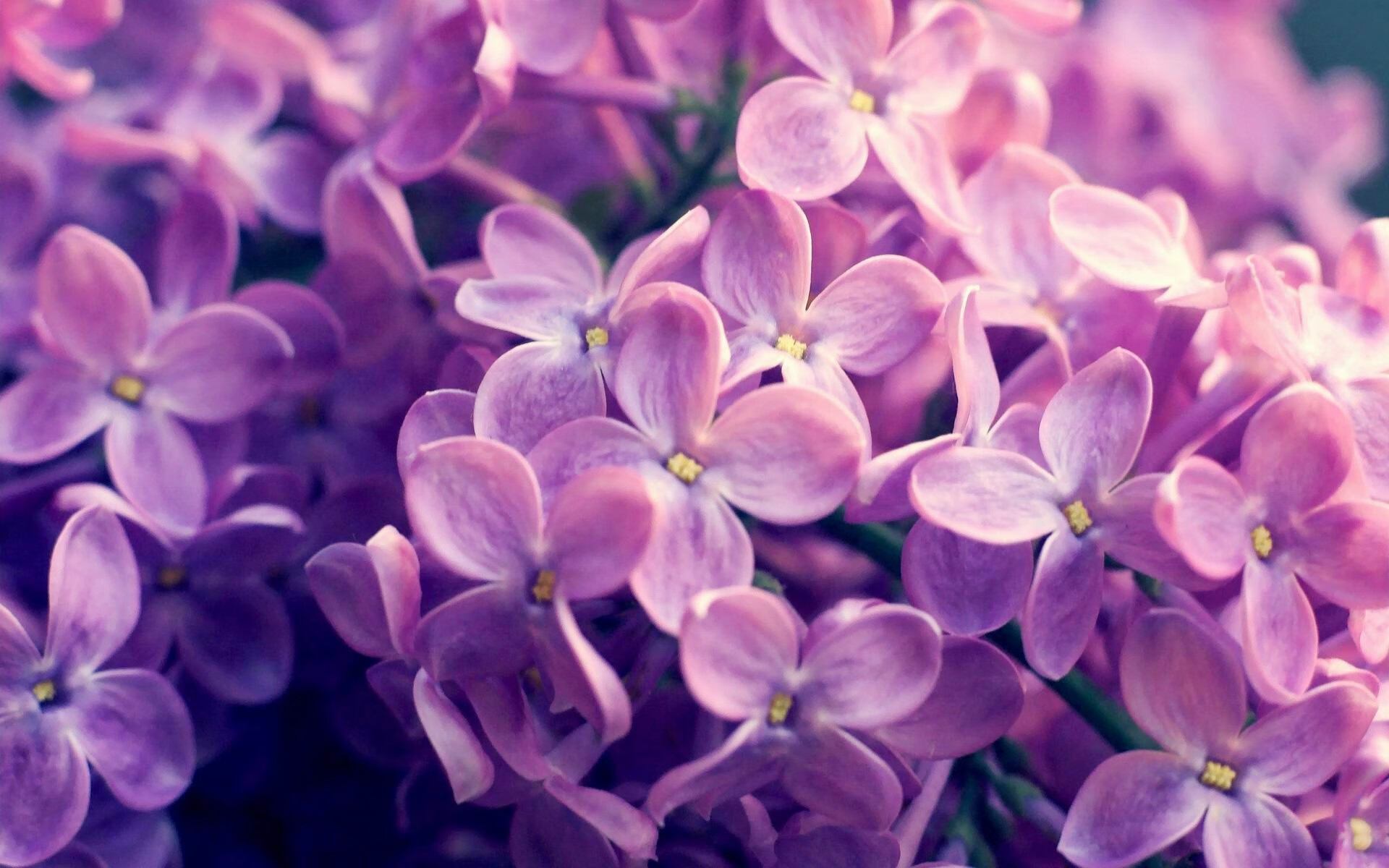 兰斯主场_取胜里尔,实现反弹连胜,兰斯对雷恩的比分预测