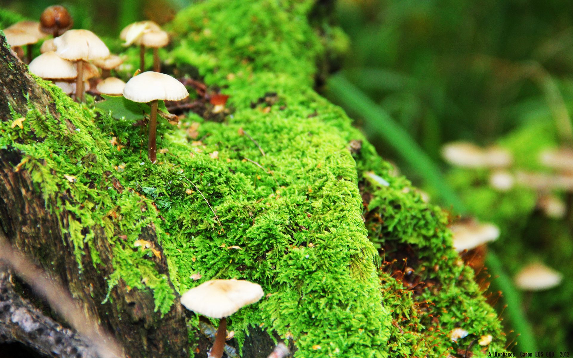 kaiyun app download-瑞典战队 GODSENT 计划在北美市场拓展影响力，瑞典队战术打法