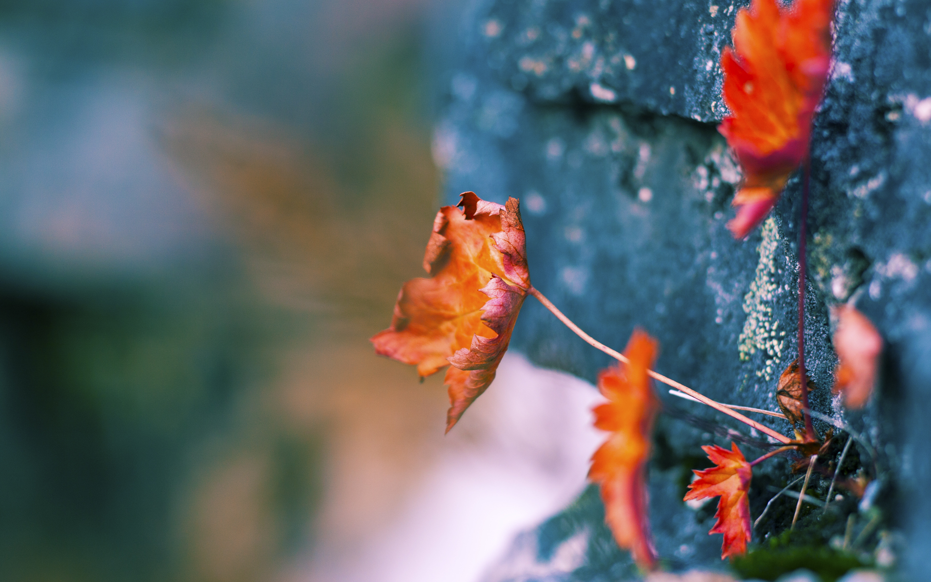 开云娱乐-足球职业生涯展望喜人，更多球员崭露头角，足球个人职业生涯游戏