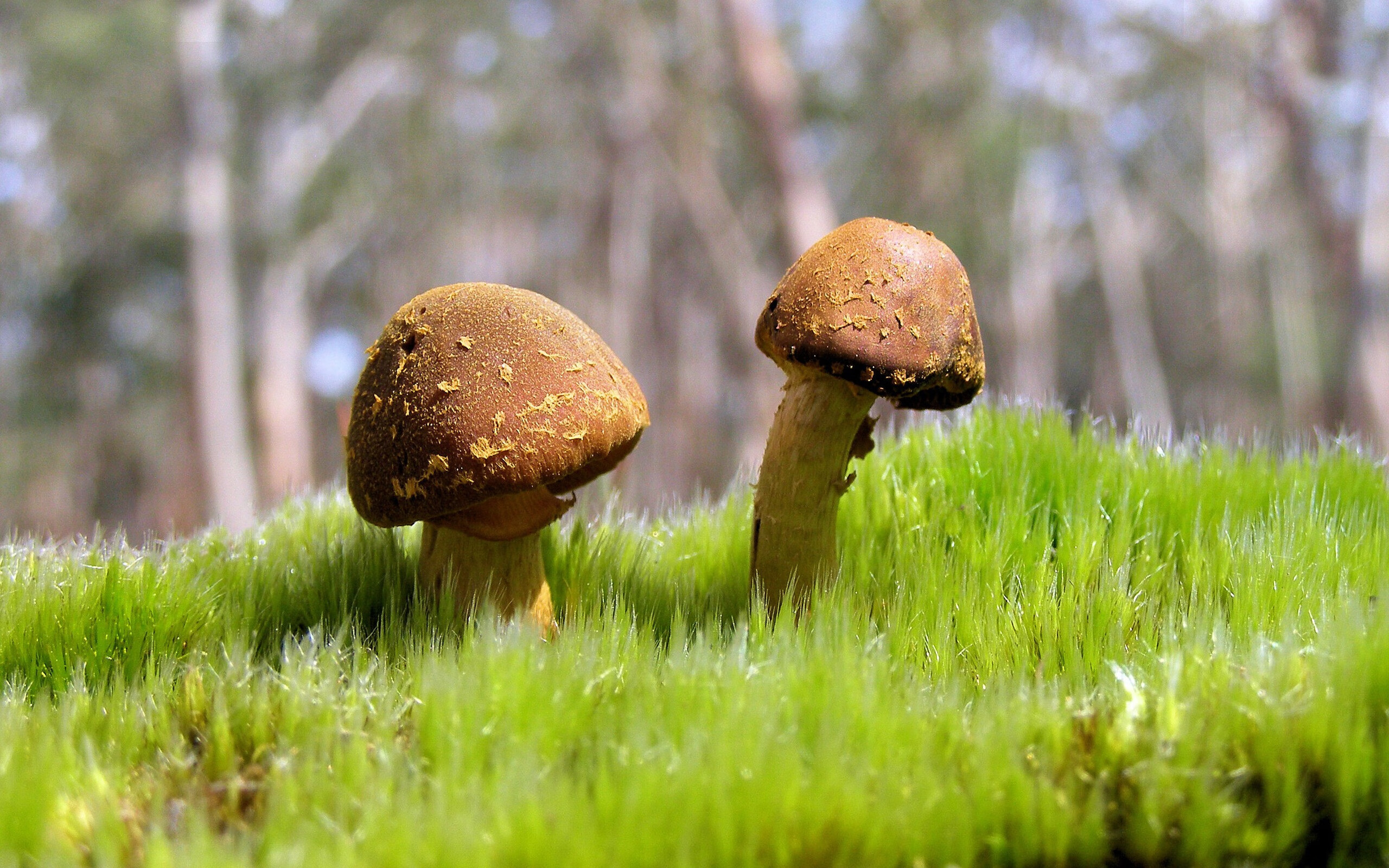 开云体育平台-切尔西战术压制PSG，控场表现卓越，slp切尔西