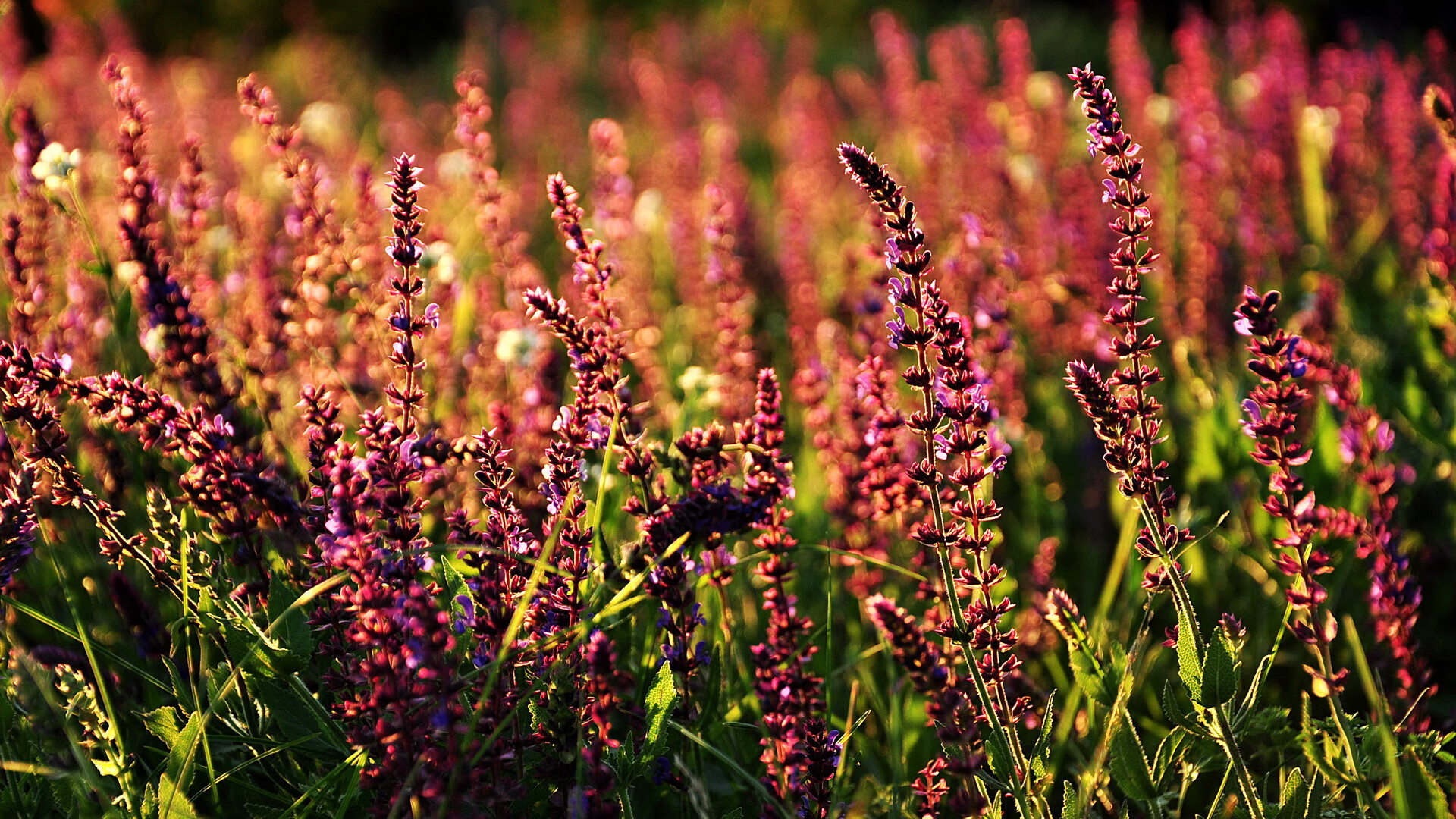 开云娱乐-美国队在国际乒联混合团体世界杯中的整体战术分析与表现，美国乒乓球职业联赛